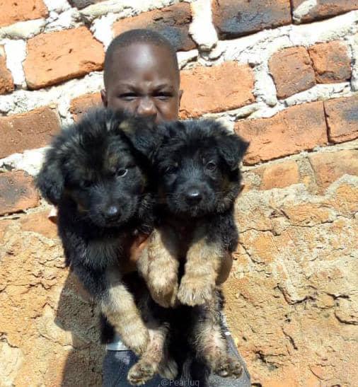 Boerboel Available