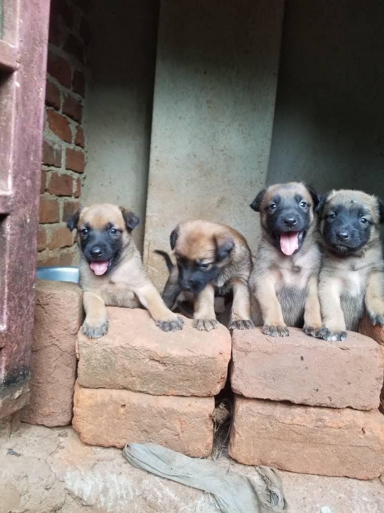 Boerboel Available