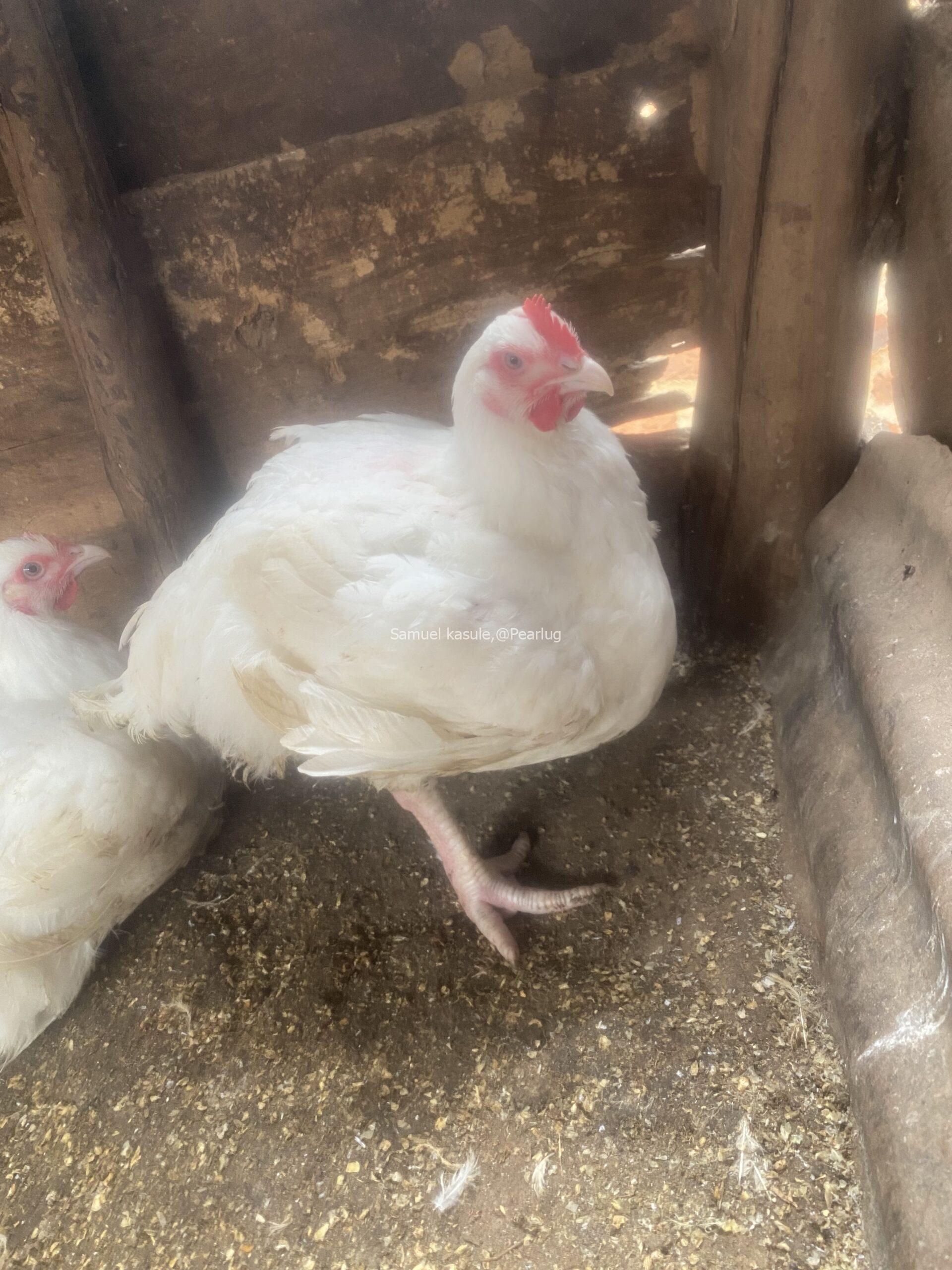 Broilers