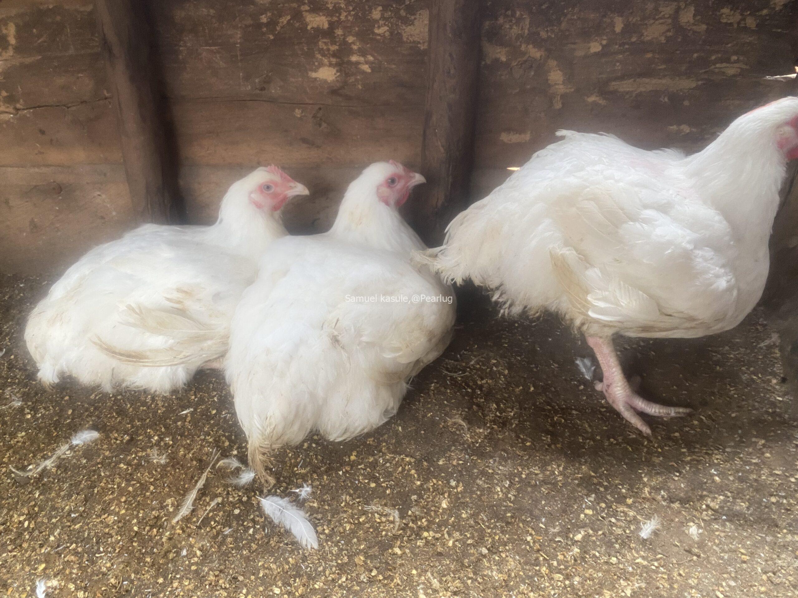Broilers