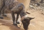 Dutch Shepherd puppies