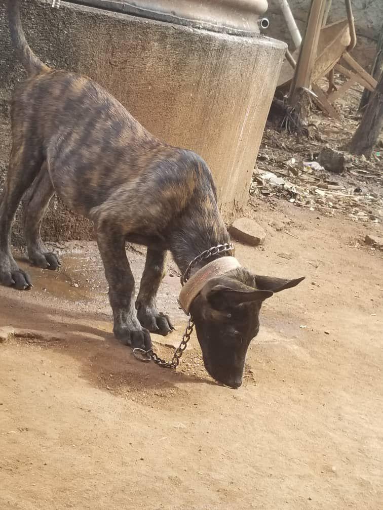 Dutch Shepherd puppies