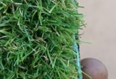 Green carpet available