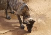 Dutch Shepherd puppies