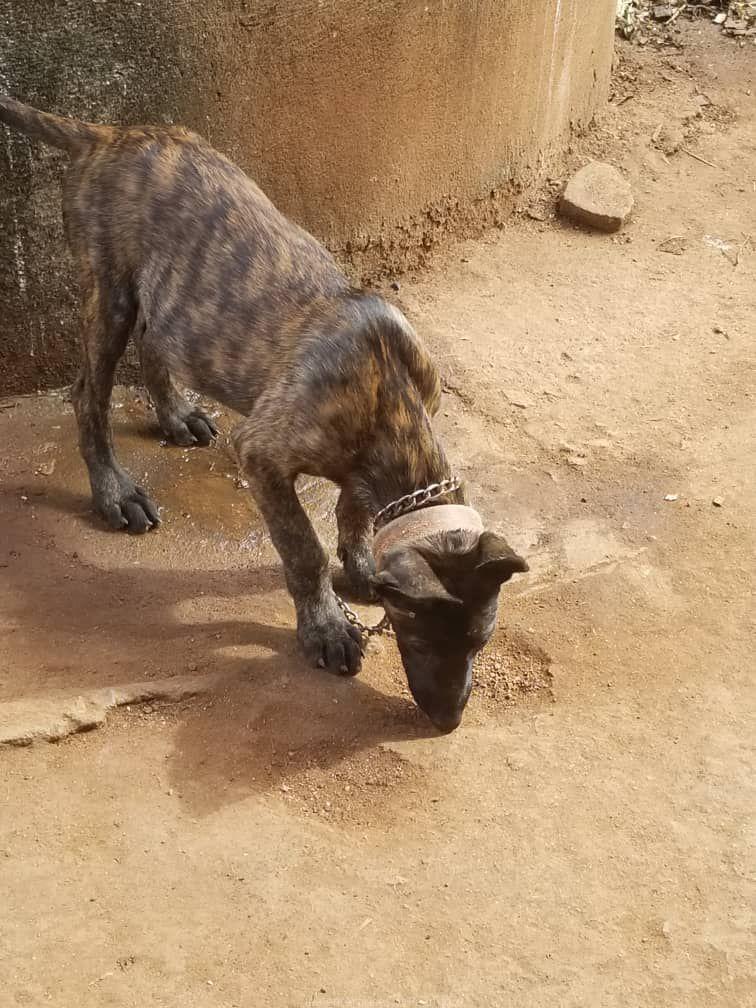 Dutch Shepherd puppies