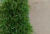 GREEN CARPET AVAILABLE