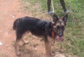 German Shepherd puppy