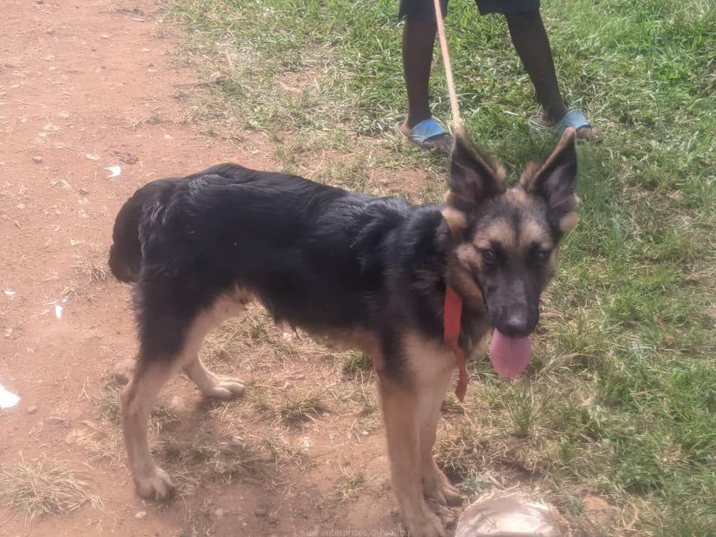 German Shepherd puppy