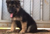 German Shepherd puppy