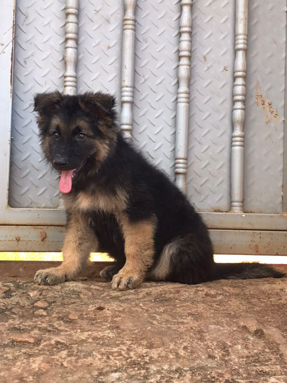 German Shepherd puppy