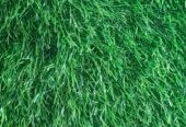 ARTIFICIAL TURF