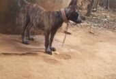 Dutch Shepherd puppies