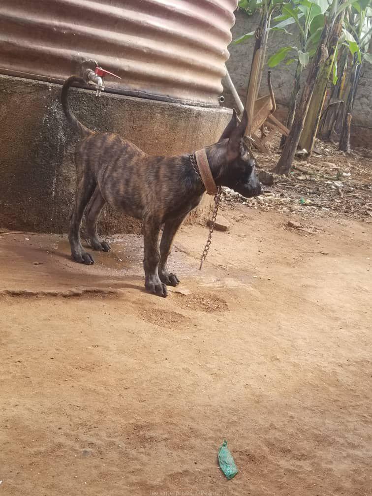 Dutch Shepherd puppies