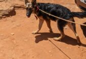 German Shepherd puppy