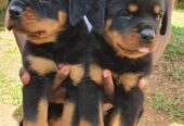 Pets