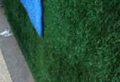Green carpet