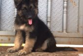 German Shepherd puppy
