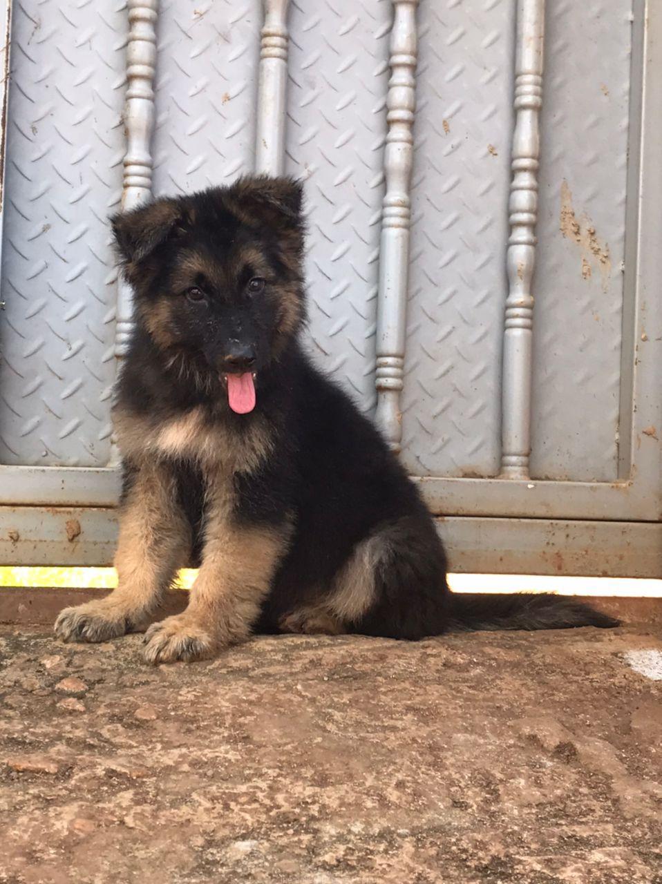 German Shepherd puppy
