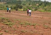 Commercial and Residential plots for sale located in GAYAZA BUSUKUMA NABUTITI