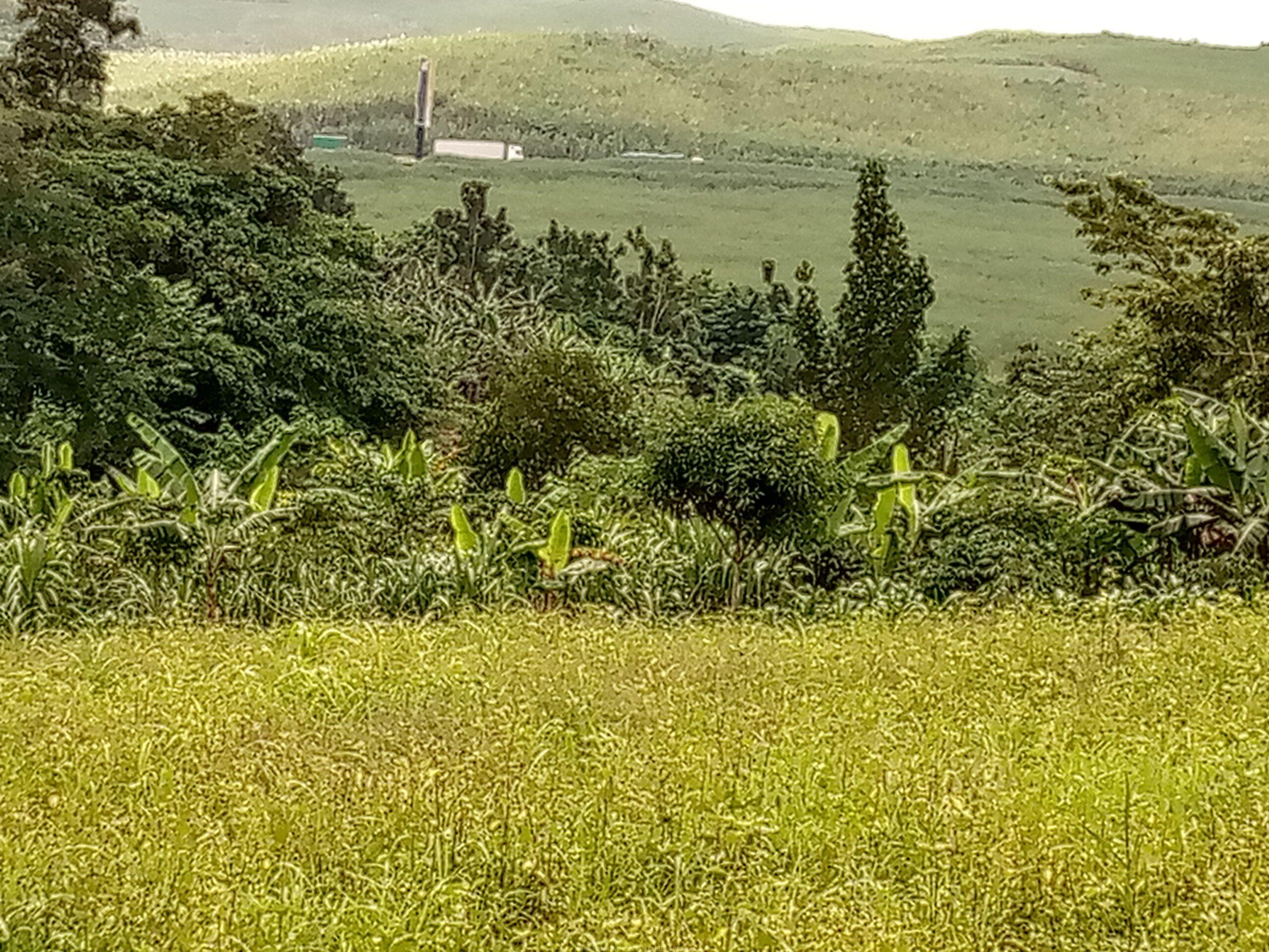 TITLED RESIDENTIAL PLOTS FOR SALE LOCATED IN LUGAZI BUIKWE NAJJEMBE BUVUNYA ESTATE WITH READY LAND TITLE
