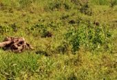 TITLED COMMERCIAL AND RESIDENTIAL PLOTS MEASURED 50*100FT FOR SALE LOCATED IN MUKONO NSABWE