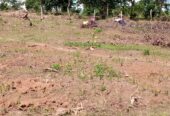 Titled plots on sale located in Wakiso Gobero LUTISI
