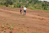 Commercial and Residential plots for sale located in GAYAZA BUSUKUMA NABUTITI