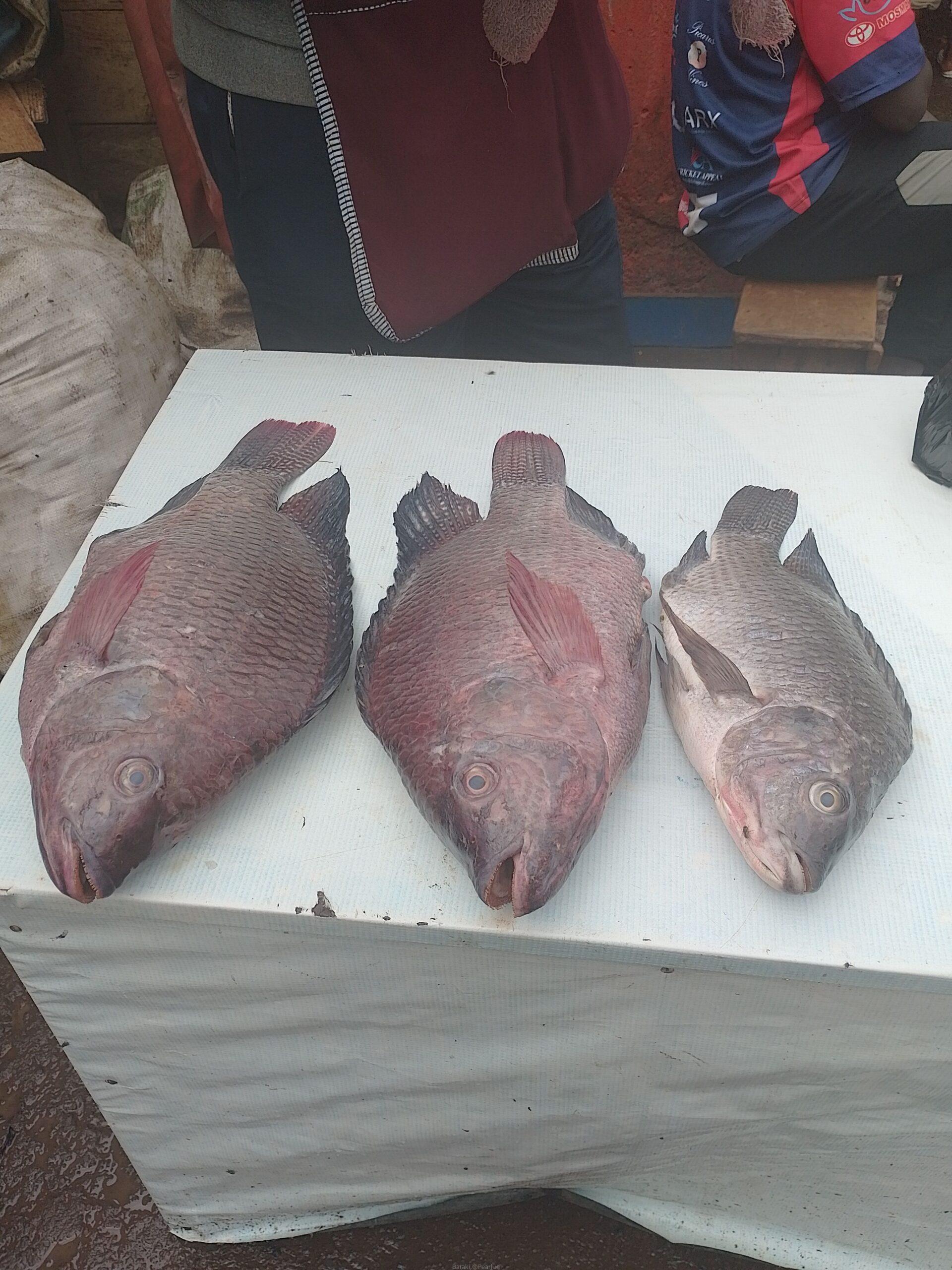 Fish