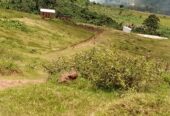 Commercial and Residential plots for sale located in Wakiso mabobwe tongoro village