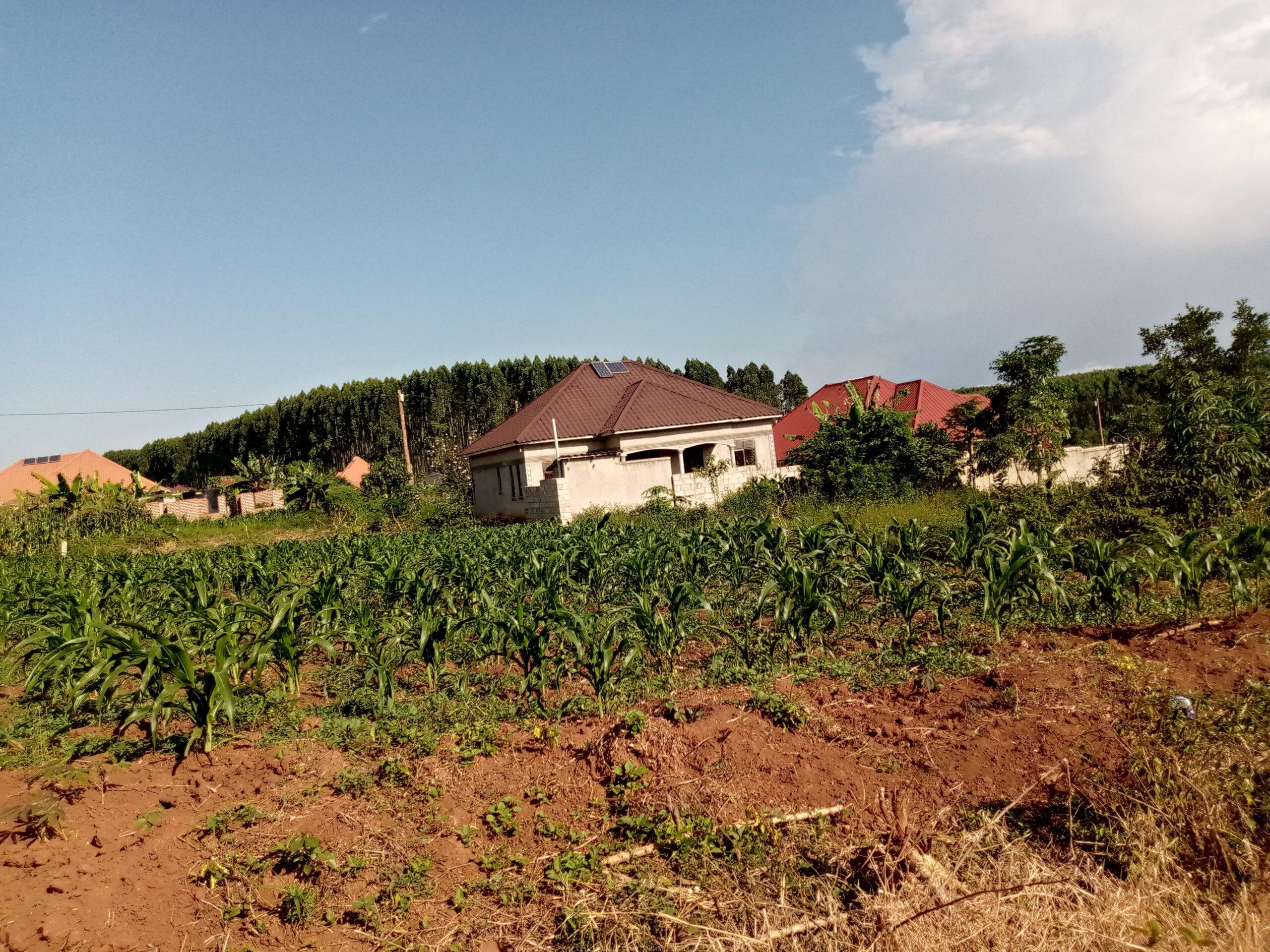 TITLED COMMERCIAL AND RESIDENTIAL PLOTS MEASURED 50*100FT FOR SALE LOCATED IN MUKONO NSABWE