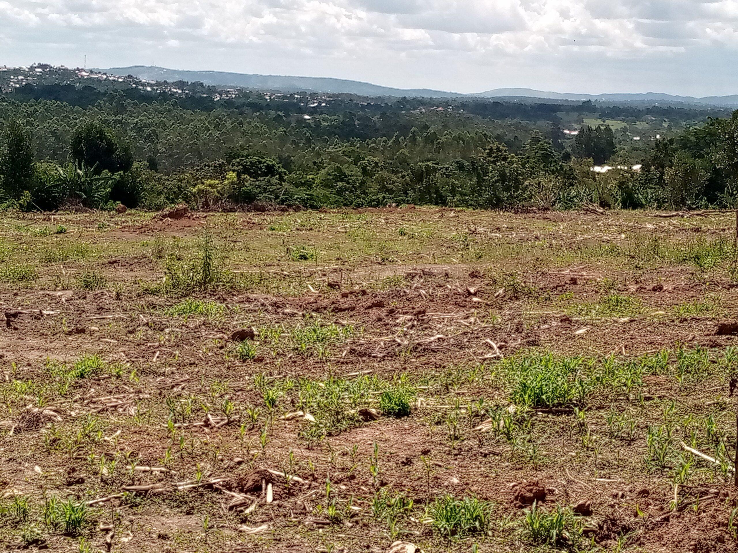 Titled plots on sale located in Wakiso Gobero LUTISI