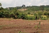 Commercial and Residential plots for sale located in GAYAZA BUSUKUMA NABUTITI
