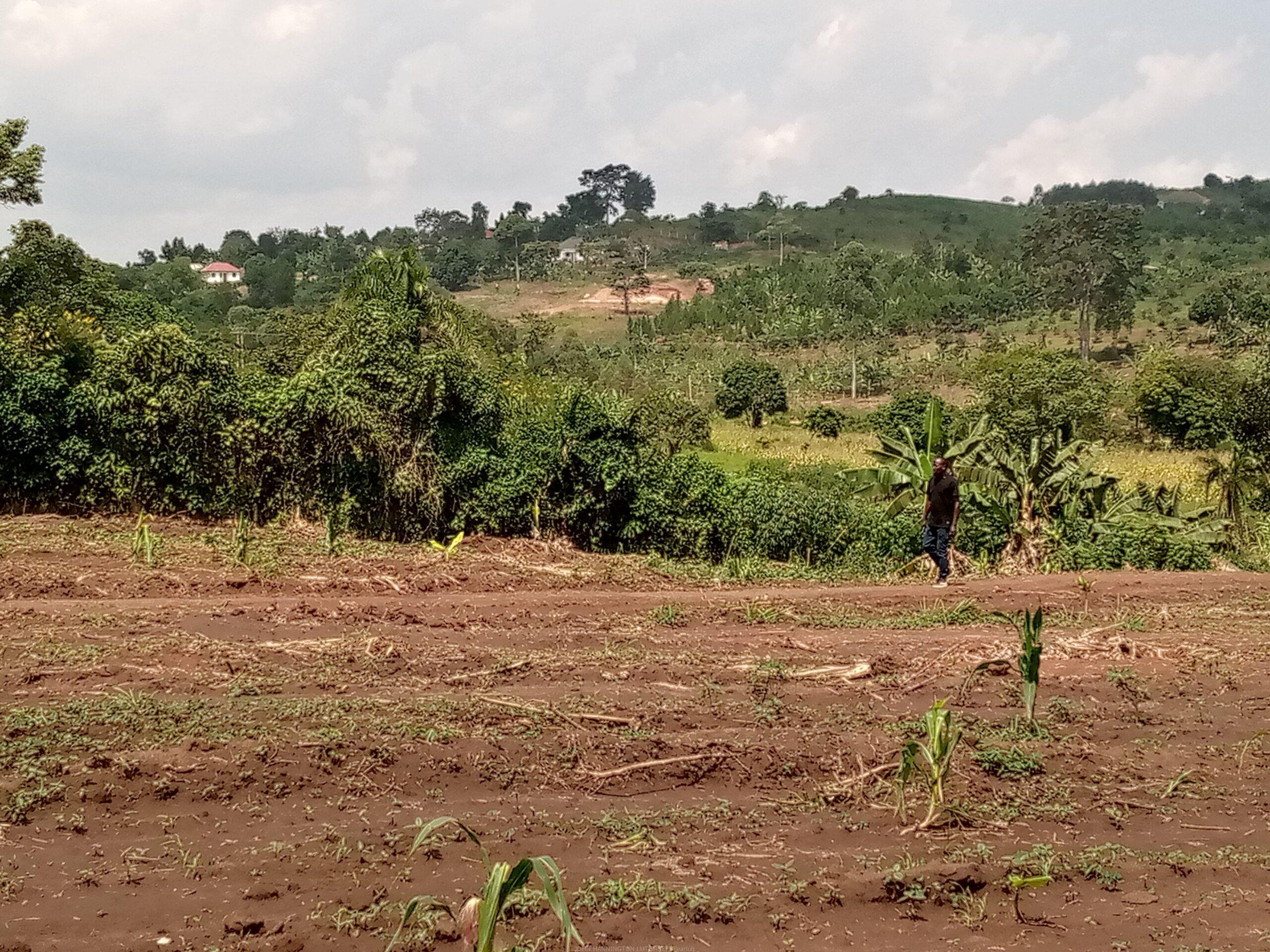 Commercial and Residential plots for sale located in GAYAZA BUSUKUMA NABUTITI