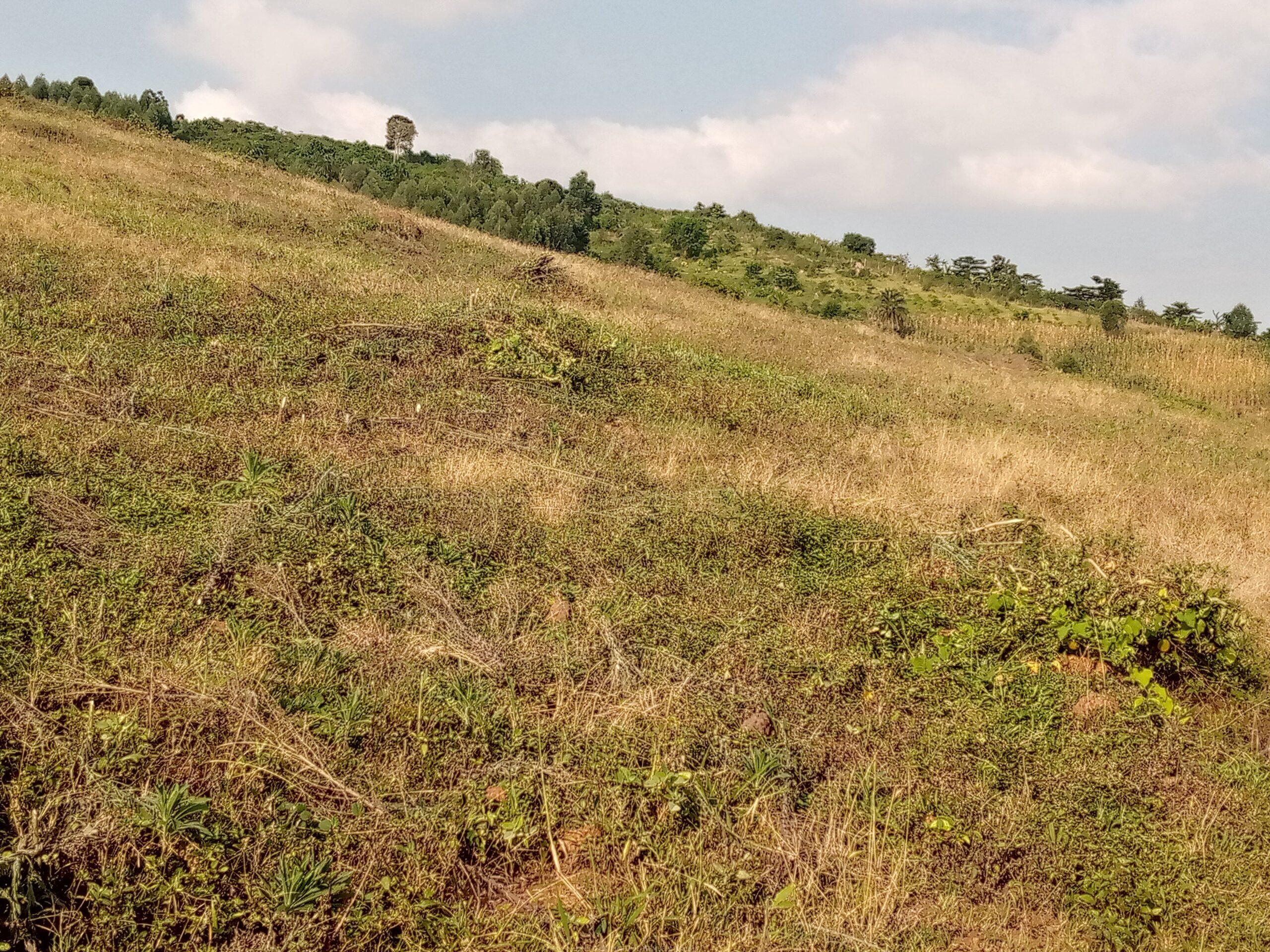 Residential plots for sale located in Wakiso Gobero muguluka