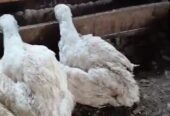 Broiler chickens