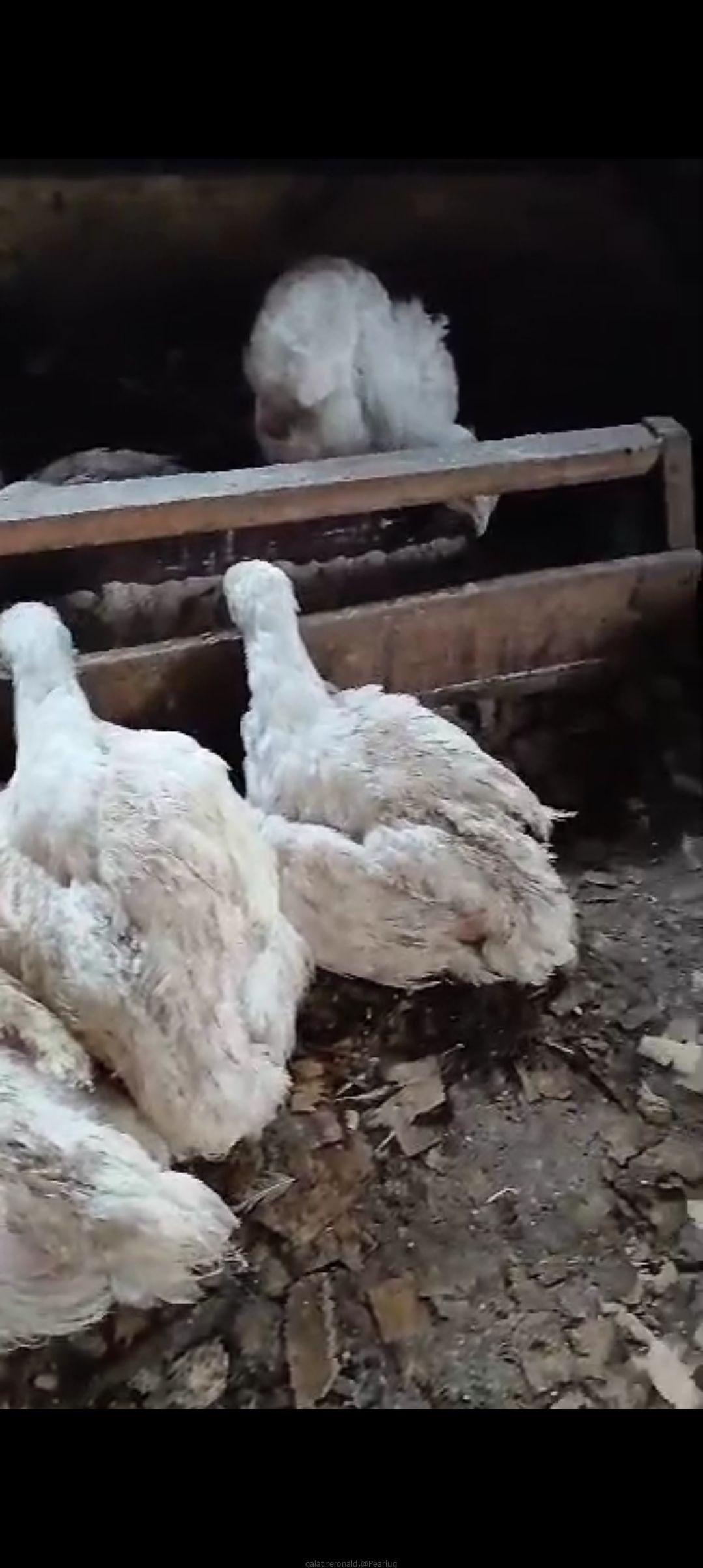 Broiler chickens