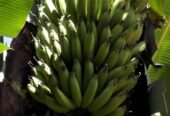 Banana suckers for planting available