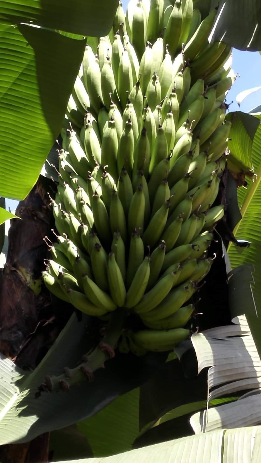 Banana suckers for planting available