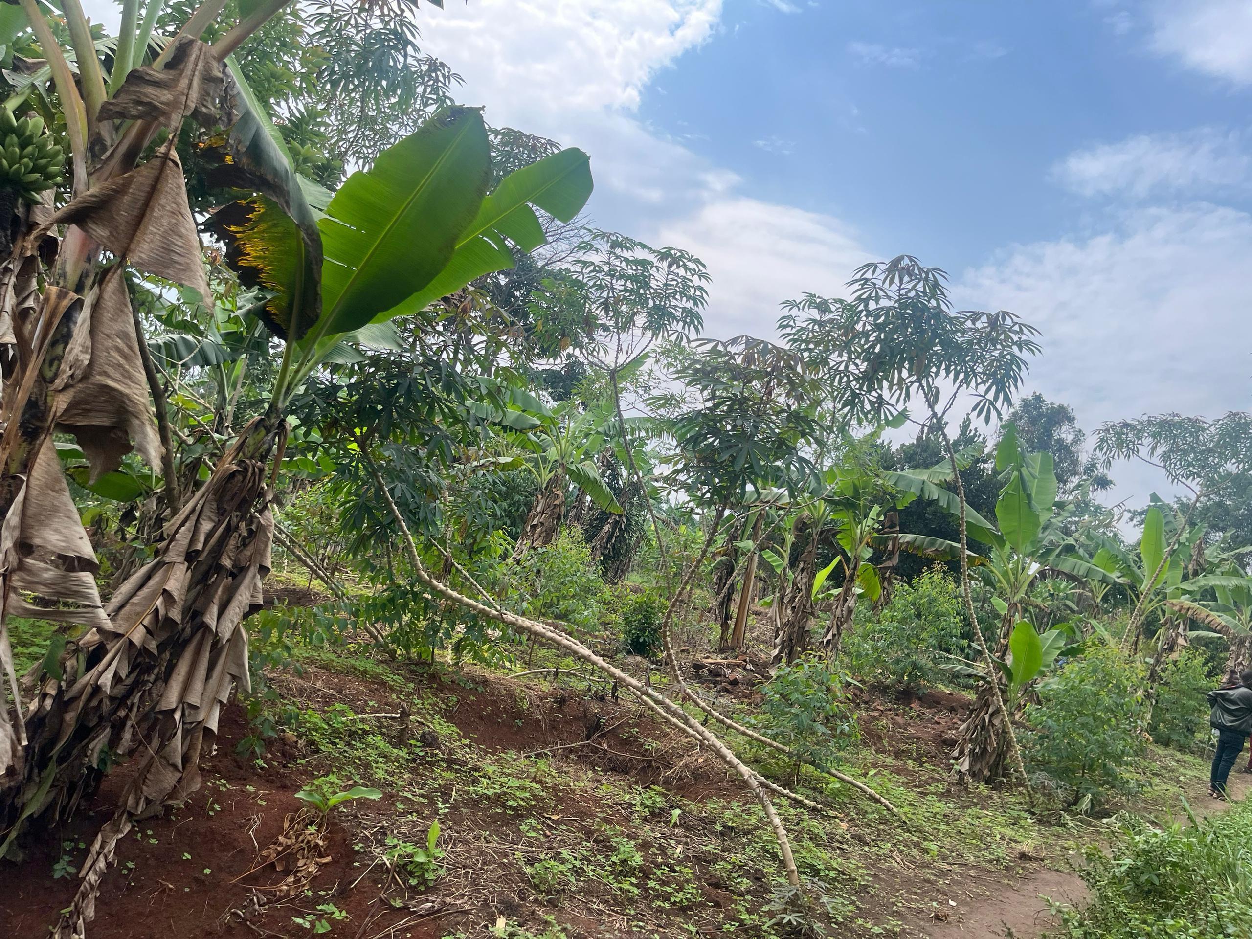 Plots of land
