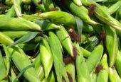 Maize seeds available