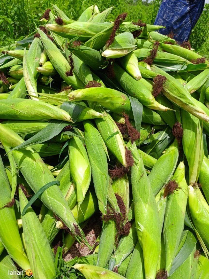 Maize seeds available