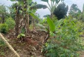 Plots of land