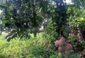 Mango seedling
