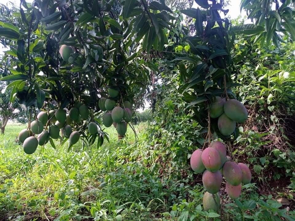 Mango seedling