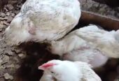 Broiler chickens