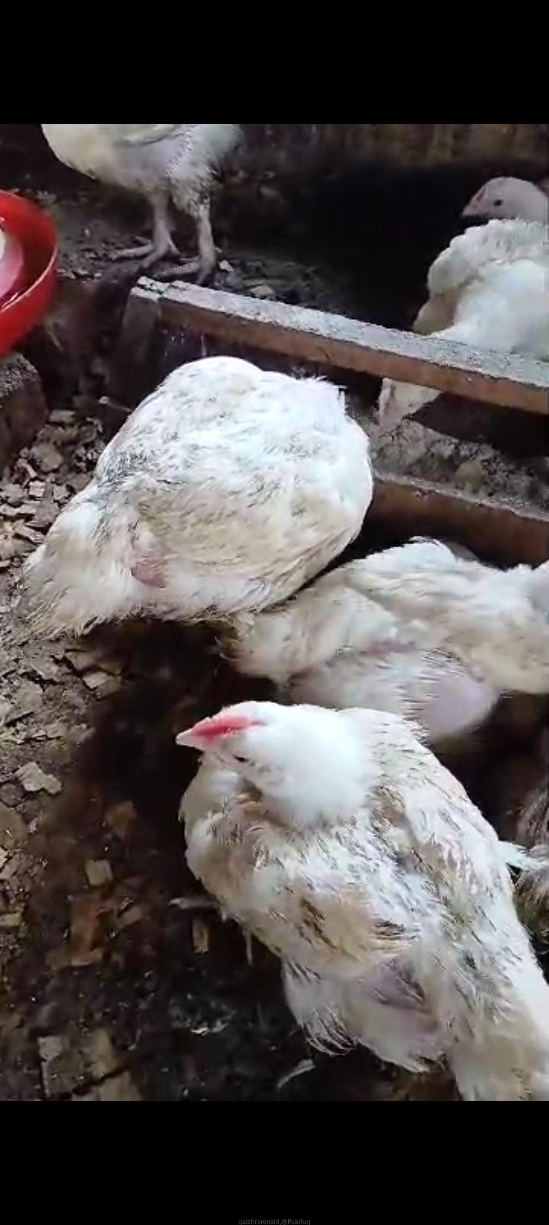 Broiler chickens