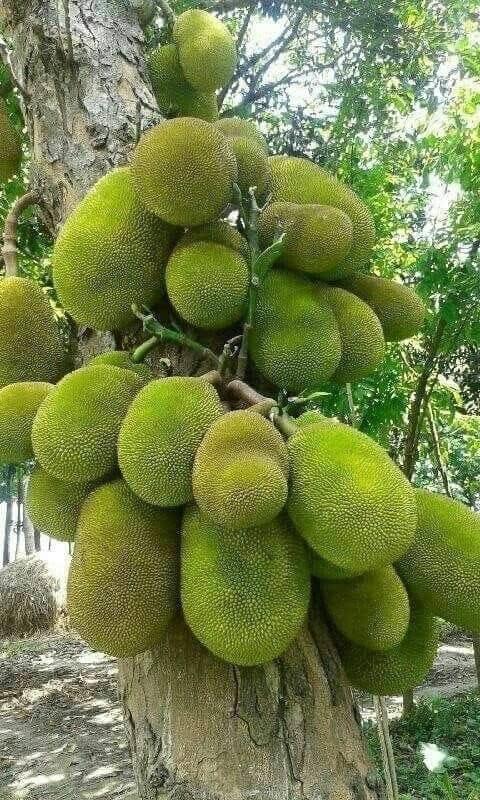 Jack fruits seedlings