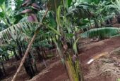 Banana suckers for planting available
