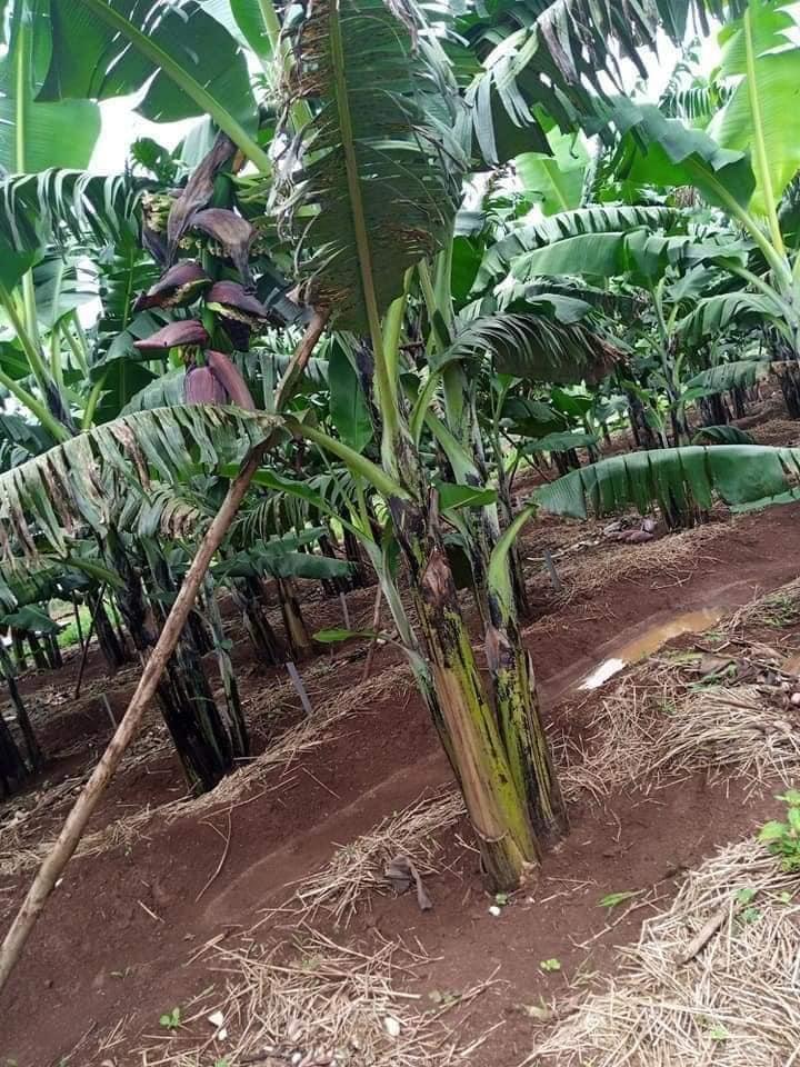 Banana suckers for planting available
