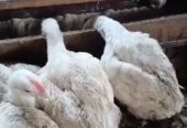 Broiler chickens